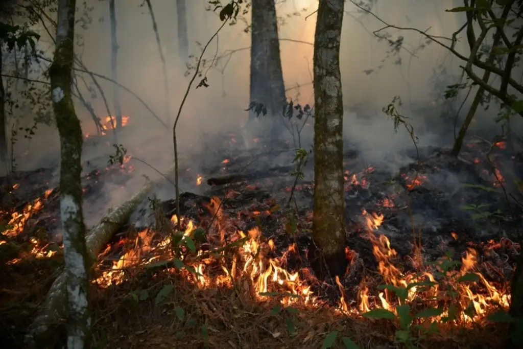 Imagen Arranca la temporada de incendios forestales; ya van 4 en Veracruz 