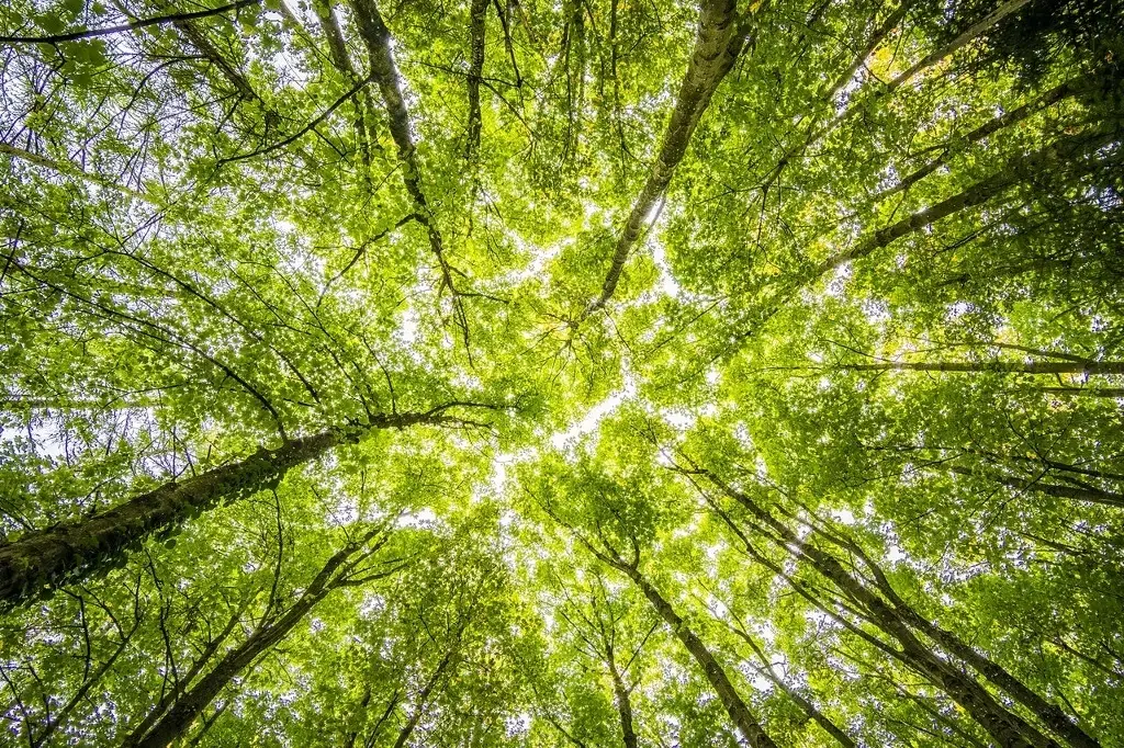 Imagen Asipona dona plantas a ciudadanos en Veracruz