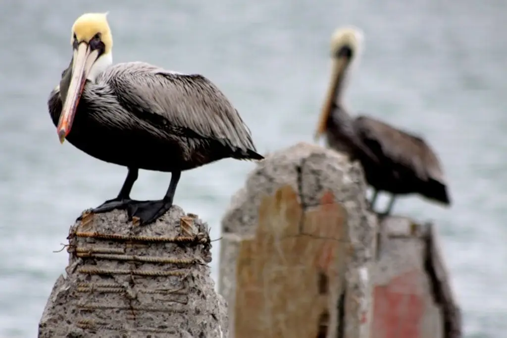 Imagen Atacan a pelícanos que llegan a la laguna de El Castillo