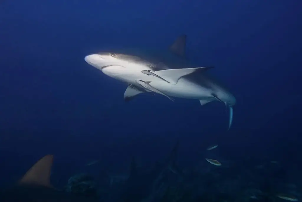 Imagen Mujer es atacada por un tiburón toro 