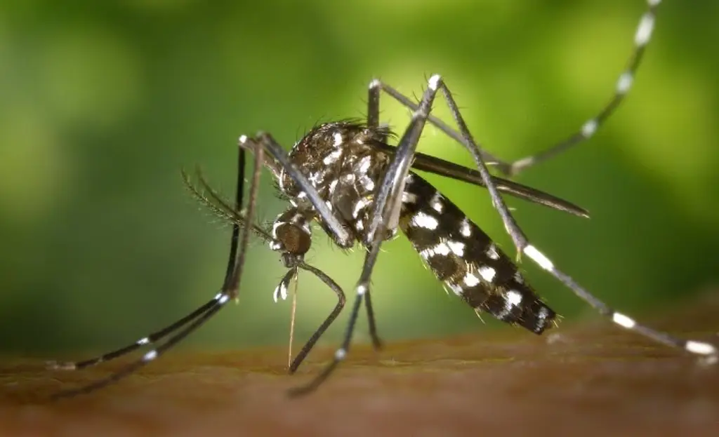 Imagen Luz artificial merma la orientación de los insectos, revela estudio 