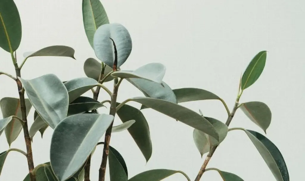 Imagen Descubren para la ciencia 7 nuevas especies de plantas