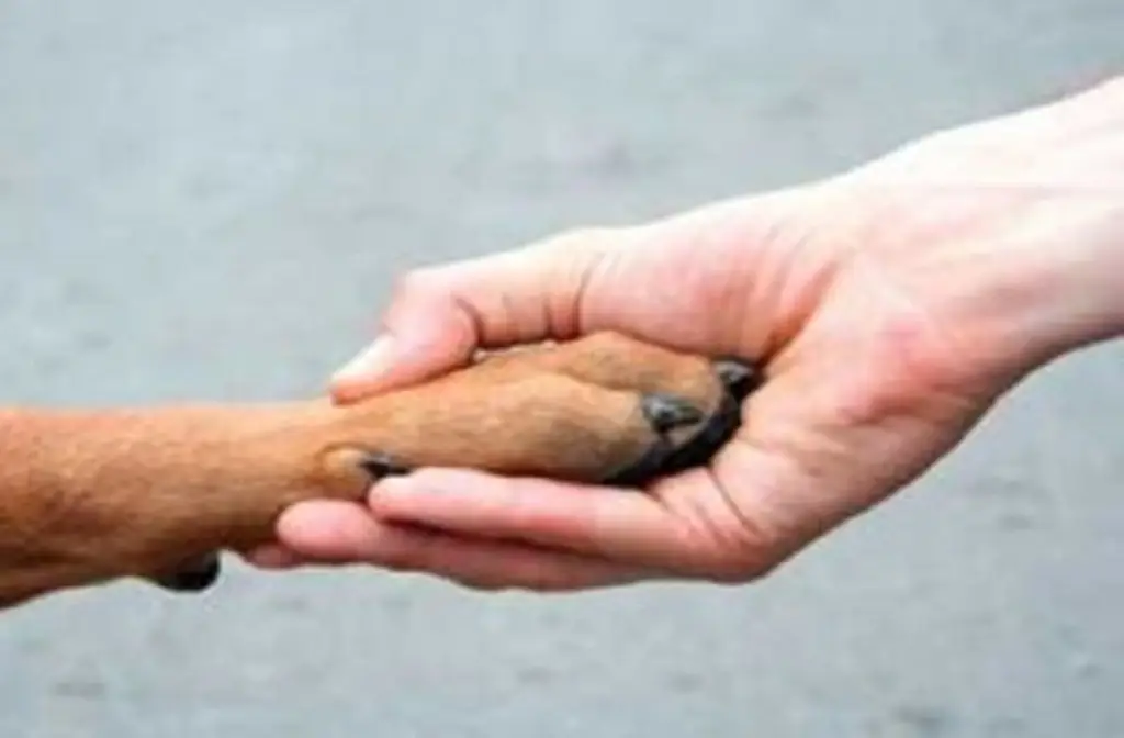 Imagen Los perros grandes viven menos que los pequeños, señala estudio 