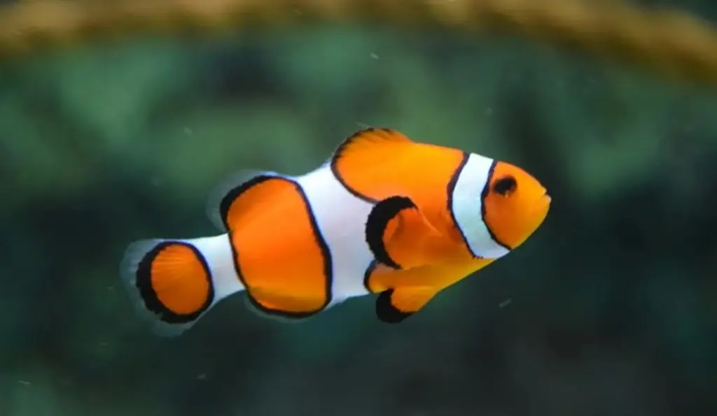 Imagen Pez payaso cuenta franjas de otros peces para determinar su nivel de amenaza: Estudio