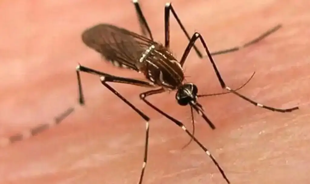 Imagen OMS expresa preocupación por brote de dengue en Latinoamérica 