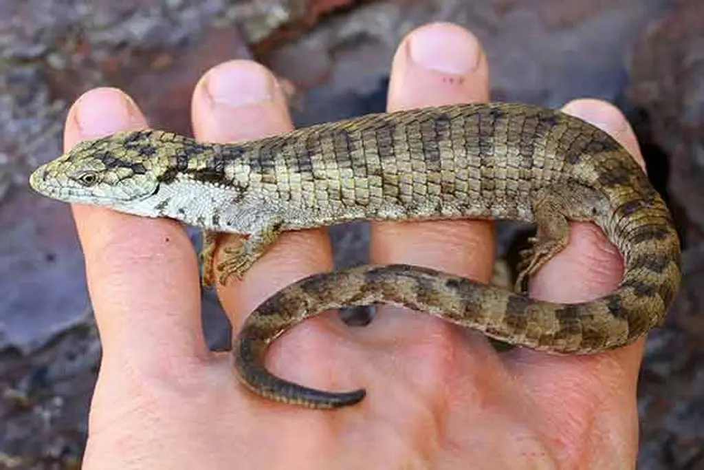 Imagen Descubren nueva especie de lagartija en Chiapas 