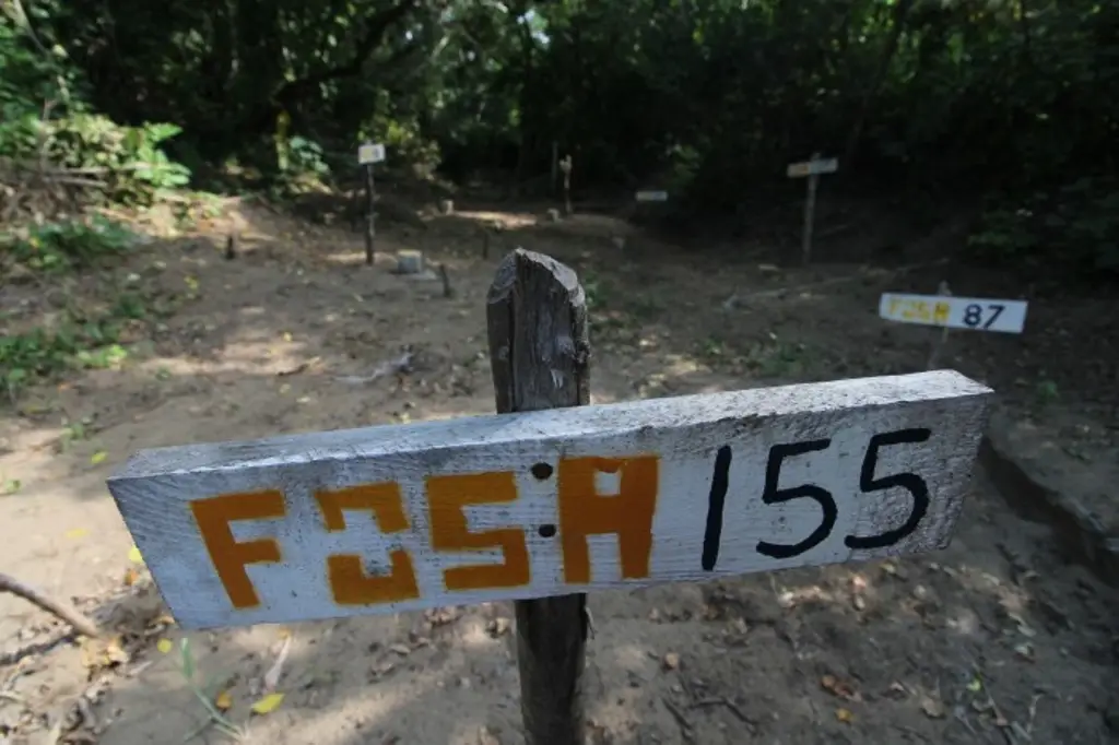 Imagen Sin identificar 300 cuerpos localizados en fosas clandestinas en Veracruz