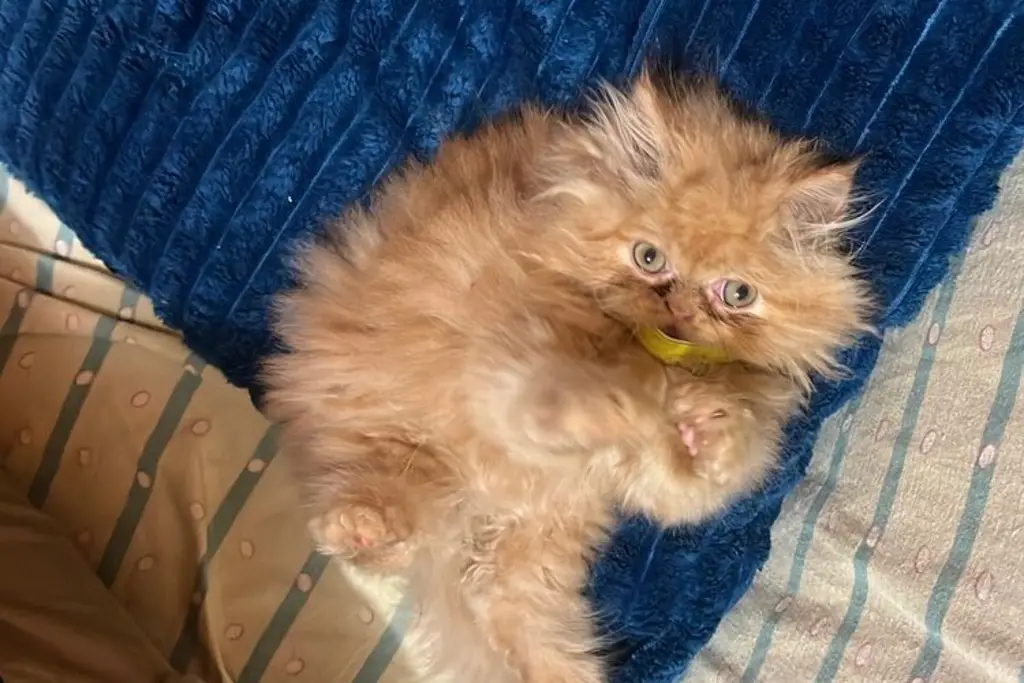 Imagen Es una mascota especial, es muy limpio; hoy es el Día Mundial del Gato