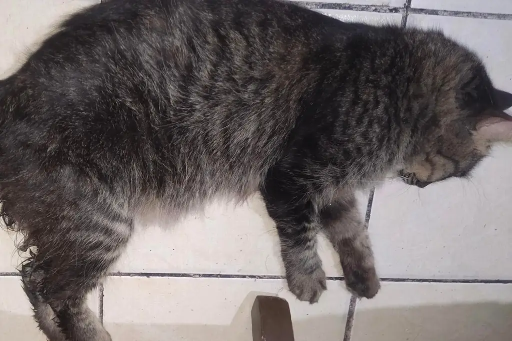 Imagen Corresponde a Fiscalía investigar abus0 s3xual de gato: Protección Animal de Veracruz 