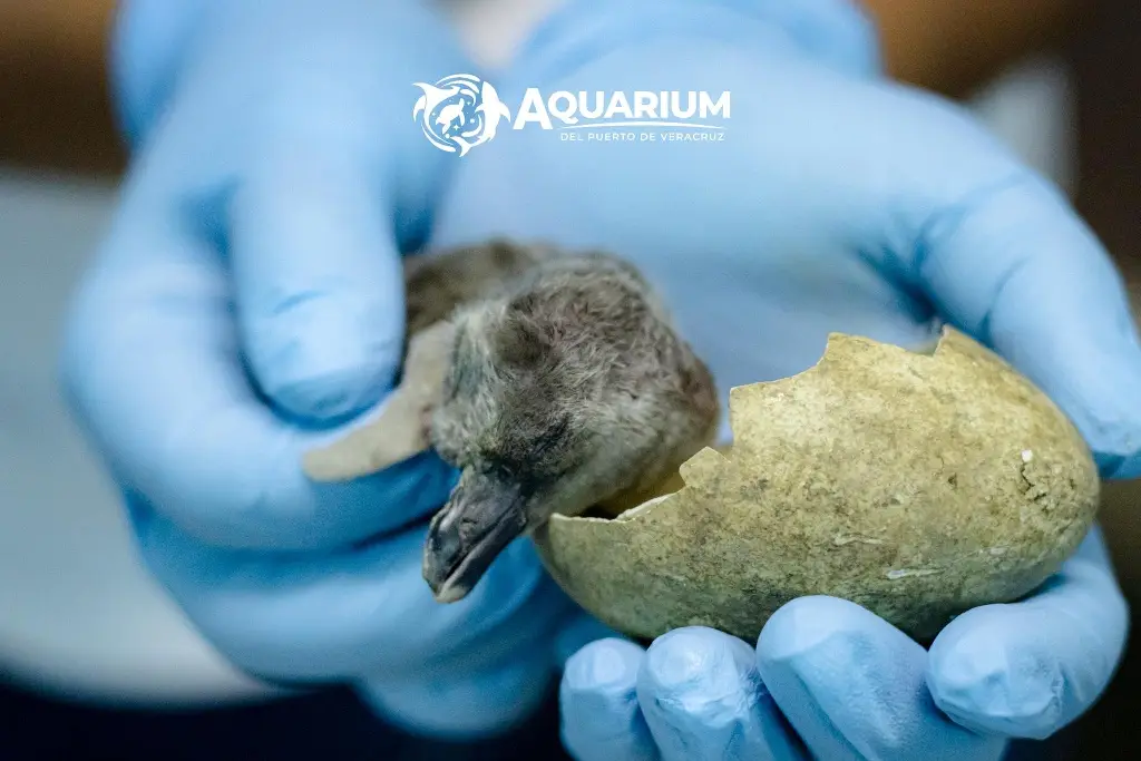 Imagen Nace pingüinito en Acuario de Veracruz 