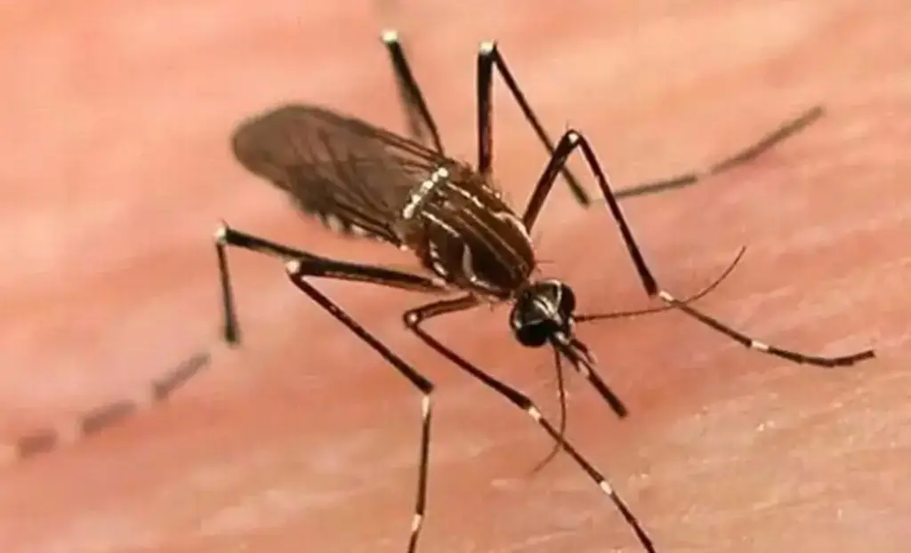 Imagen Casos de dengue en México aumentan en 468%
