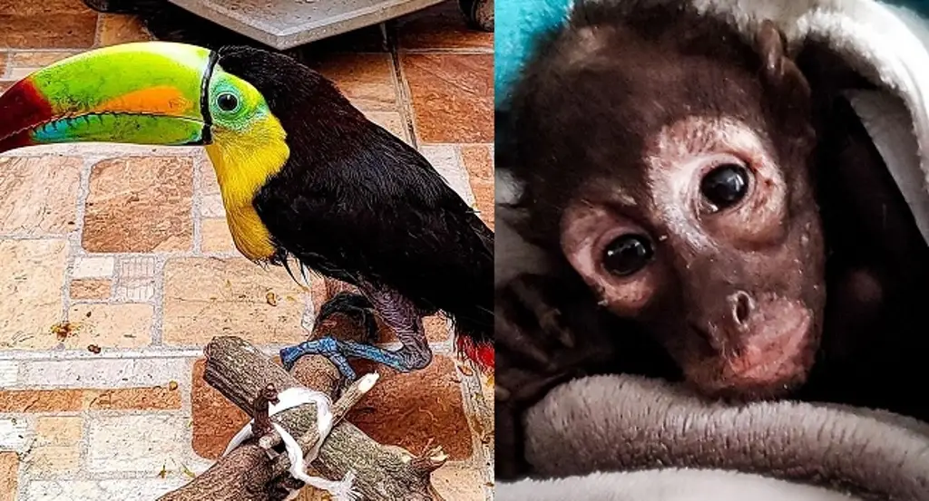 Imagen Este será el destino del tucán y del mono araña bebé rescatados en Veracruz 