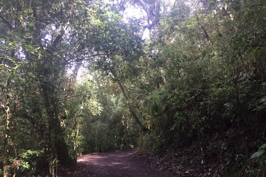 Imagen Archipiélago de bosques y selvas de Xalapa pierde 170 hectáreas