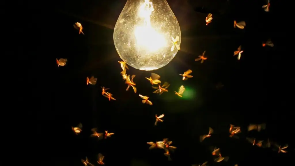 Imagen Plaga de insectos sorprende en colonias de Veracruz (+video)