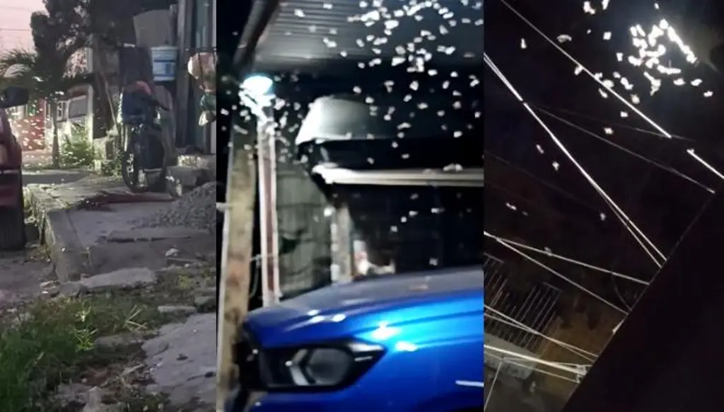 Imagen ¿Invasión de bichos voladores en colonias de Veracruz es de peligro? Esto dicen investigadores