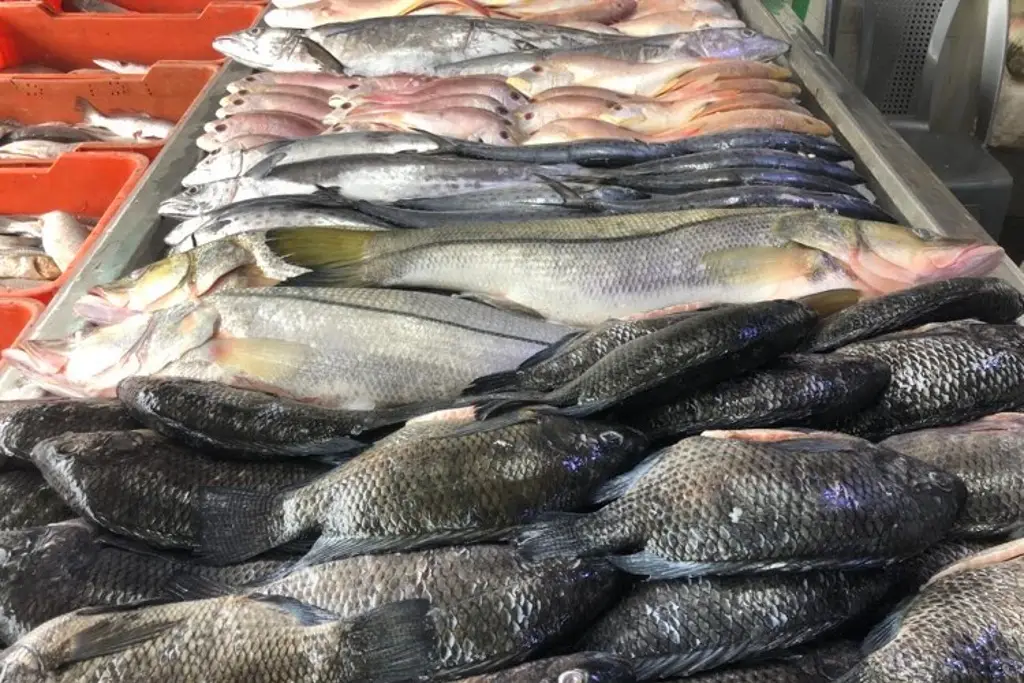 Imagen Toneladas de pescado de Veracruz a CDMX, Puebla y Tlaxcala