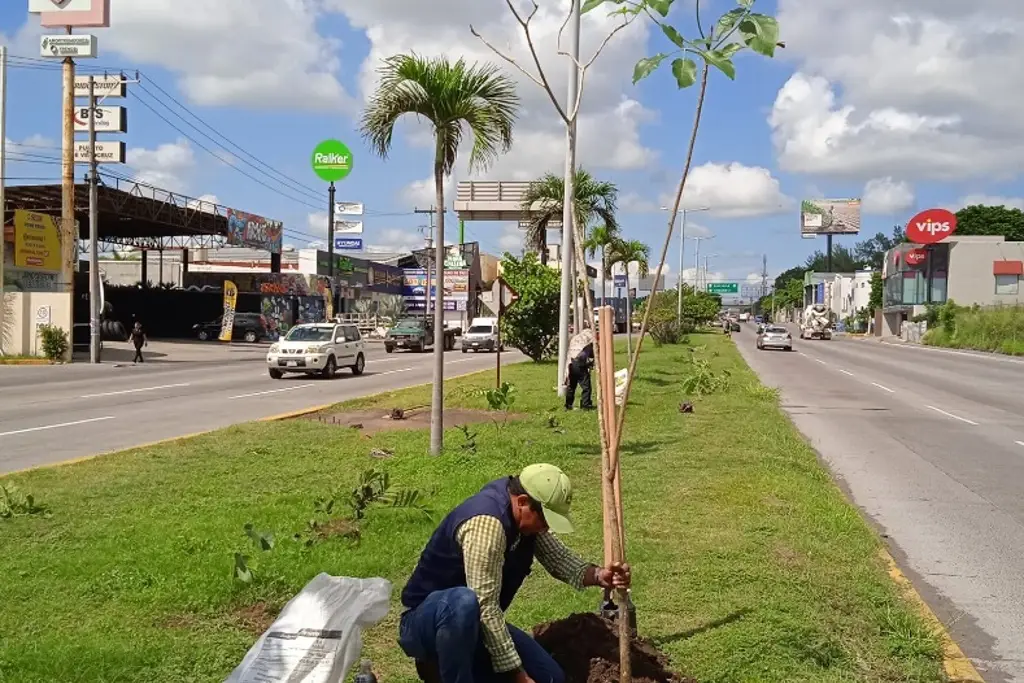 Imagen Sembrarán decenas de árboles en Veracruz