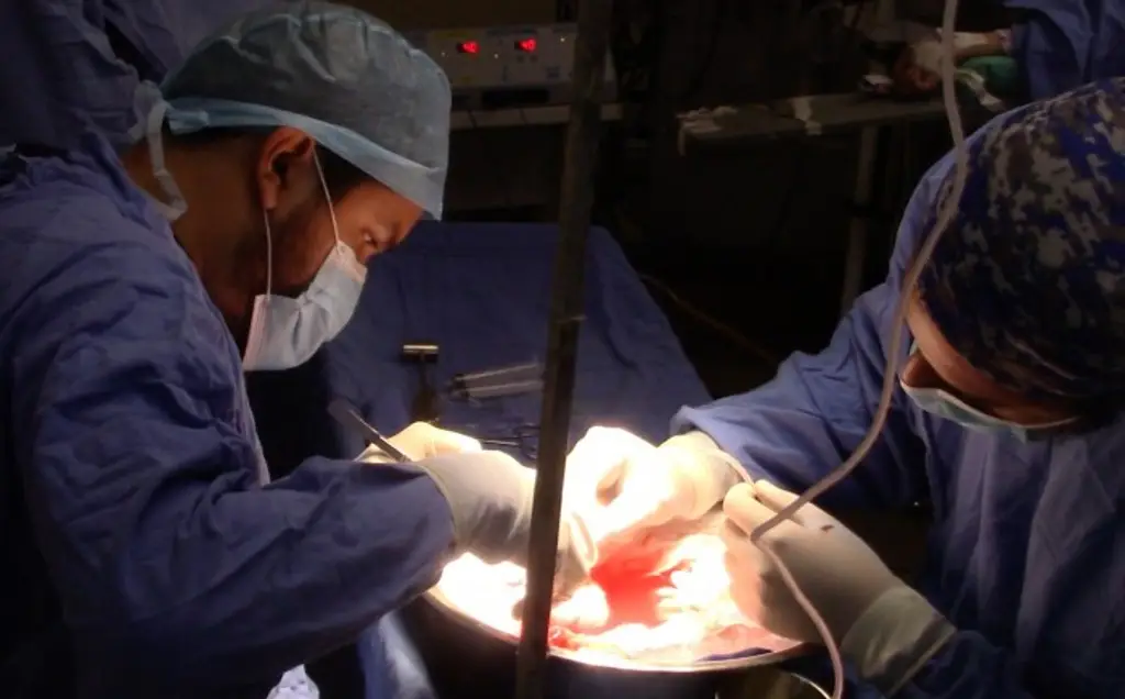 Imagen Trasplantan riñón de cerdo modificado genéticamente a paciente de 62 años