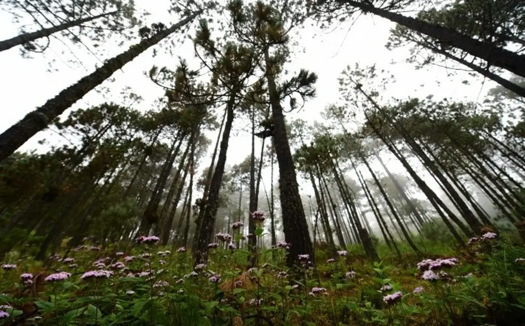 Imagen En Veracruz se pierden 13 mil hectáreas de tierra forestal cada año