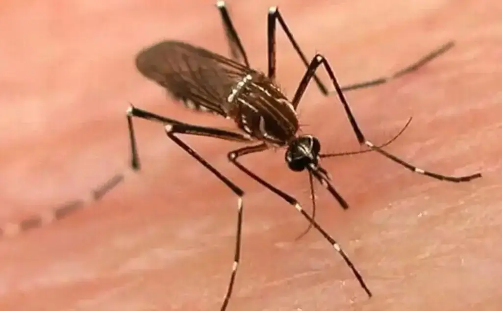 Imagen Casos de dengue en Latinoamérica alcanza cifras alarmantes en primer trimestre de 2024