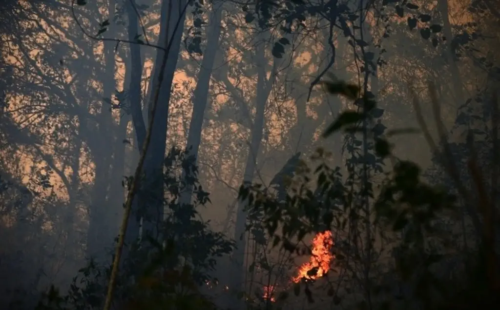 Imagen Alertan que incendios forestales provocarían desabasto de agua 