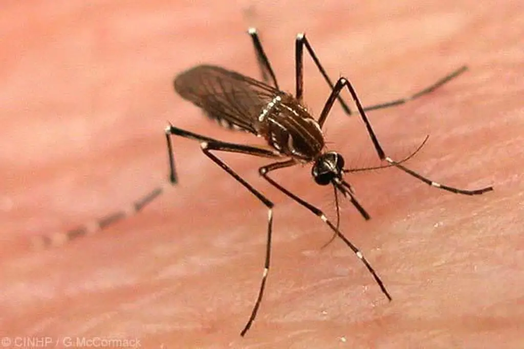 Imagen Veracruz llega a casi 500 casos de dengue y es cuarto lugar nacional