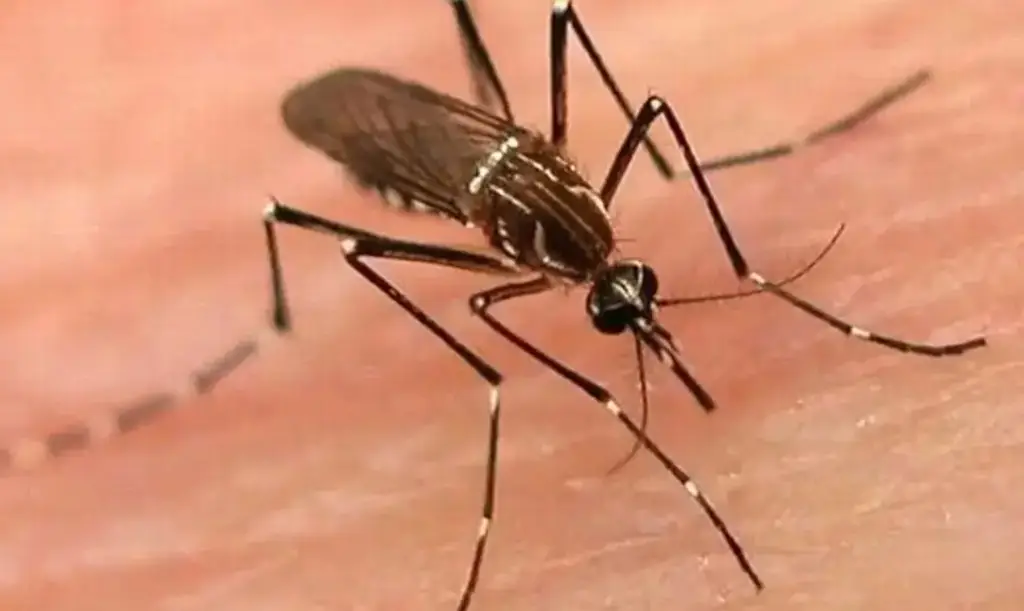 Imagen Realizarán jornadas de descacharrización en Boca del Río para evitar dengue