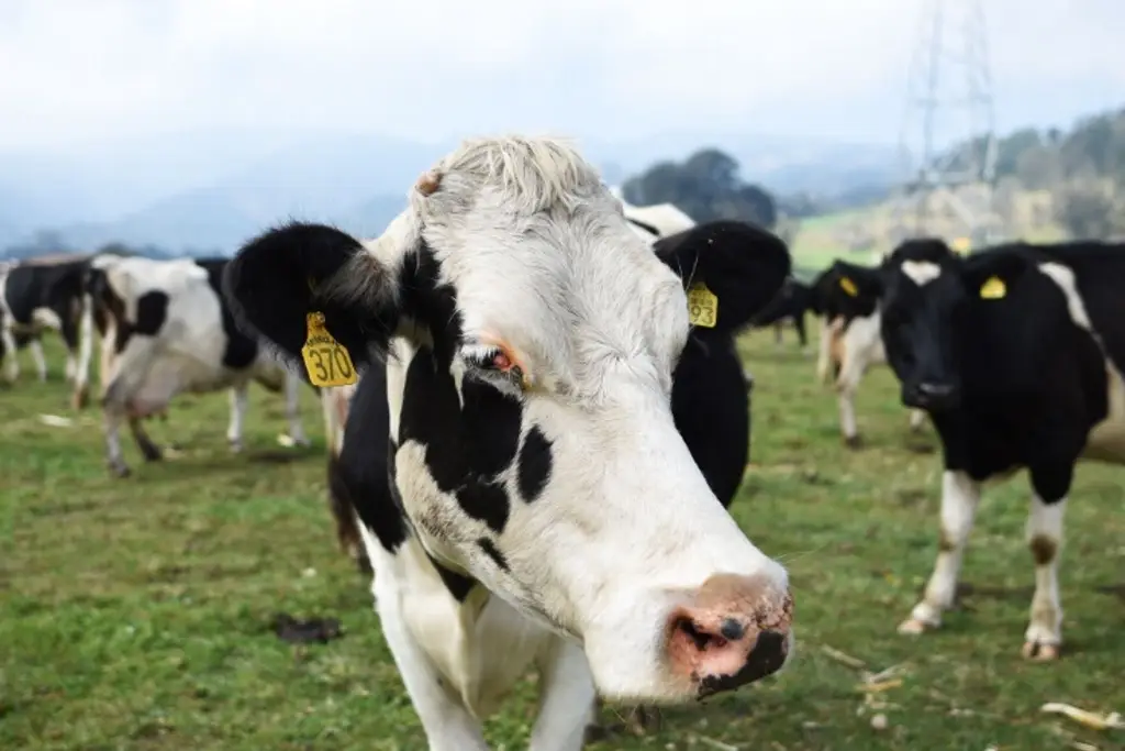 Imagen Reportan primer caso humano de gripe aviar tras contacto con vacas lecheras