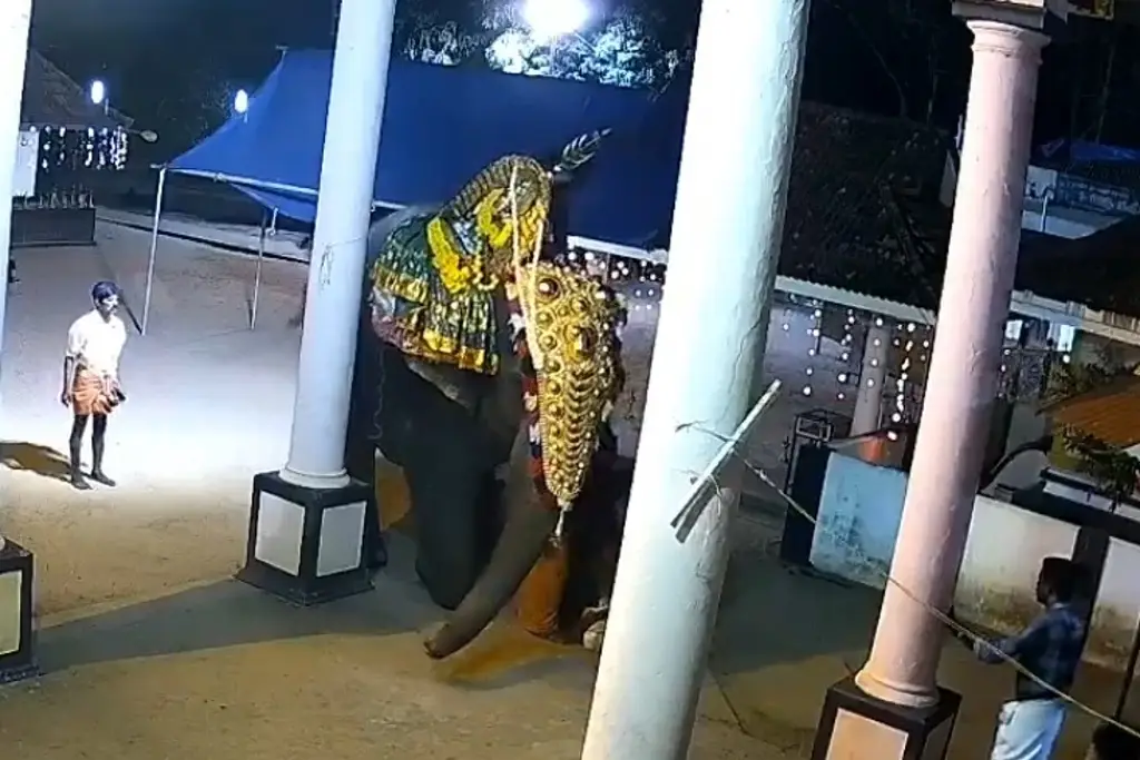 Imagen Hombre muere aplastado por un elefante durante espectáculo en vivo