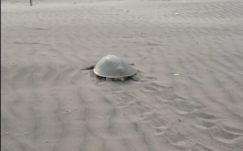 Imagen Dos tortugas llegan a desovar a playas de Chachalacas