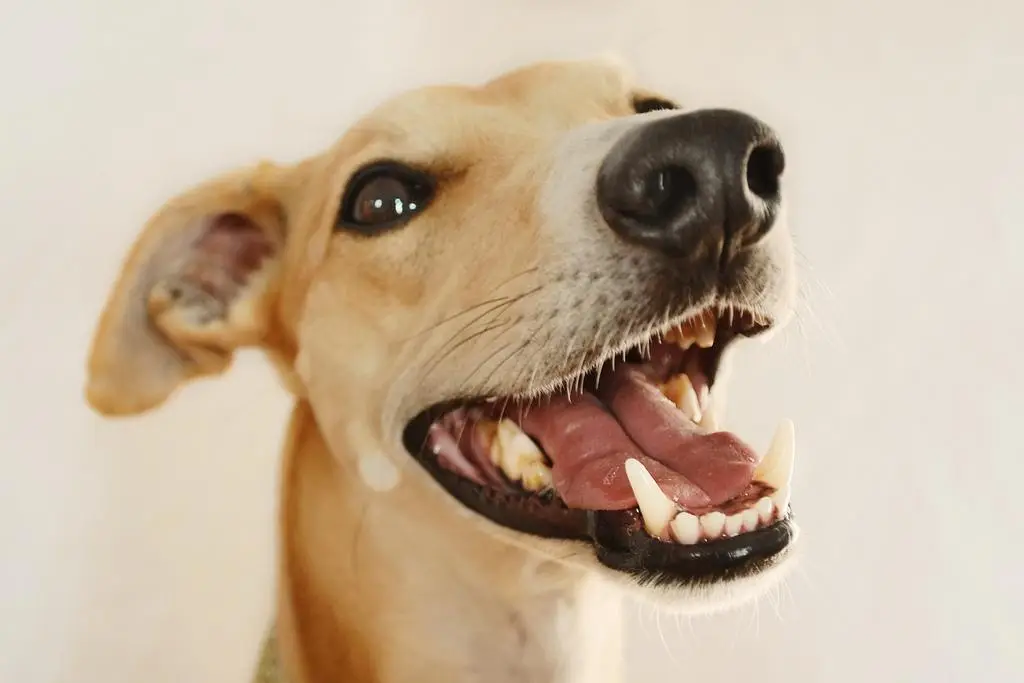 Imagen Cuida los dientes de tu perro para una sonrisa radiante