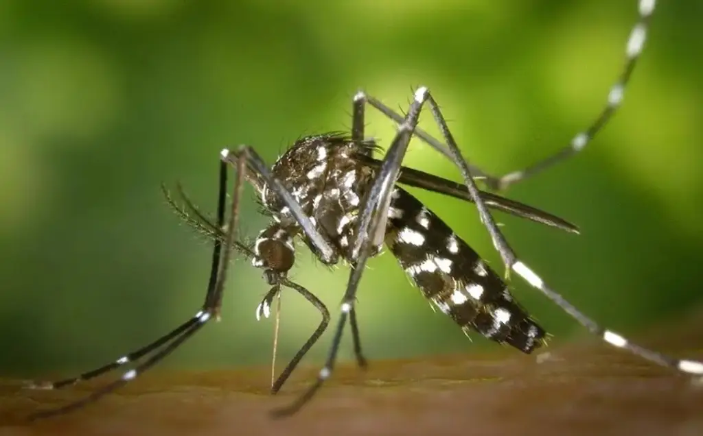 Imagen Aumentan los casos de dengue; circulan 4 tipos en Veracruz 