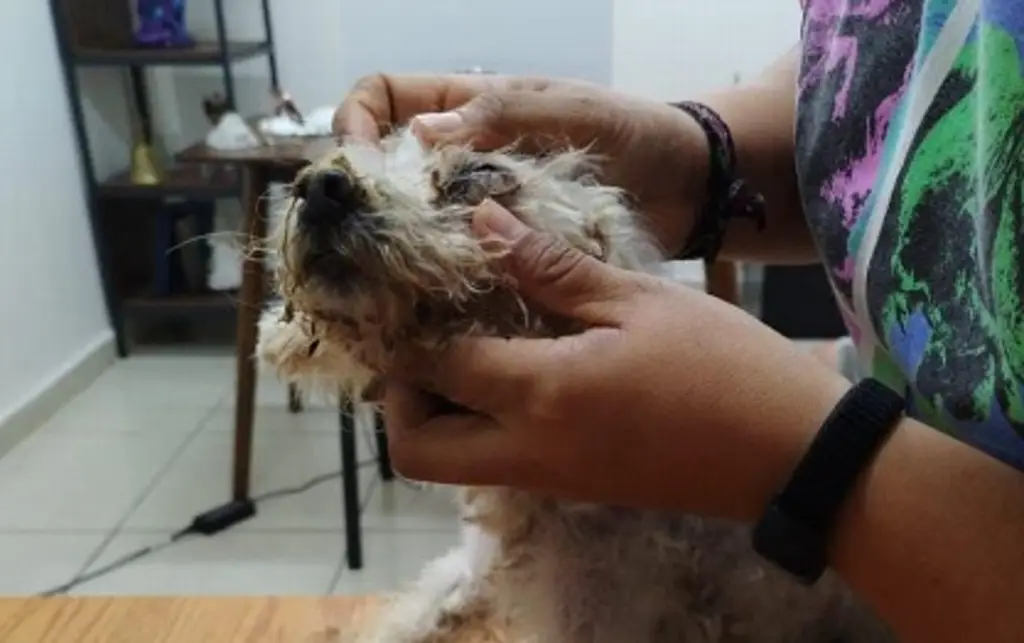 Imagen Rescatan a 'Puchi', perrita que sufría maltrato animal en colonia de Boca del Río 