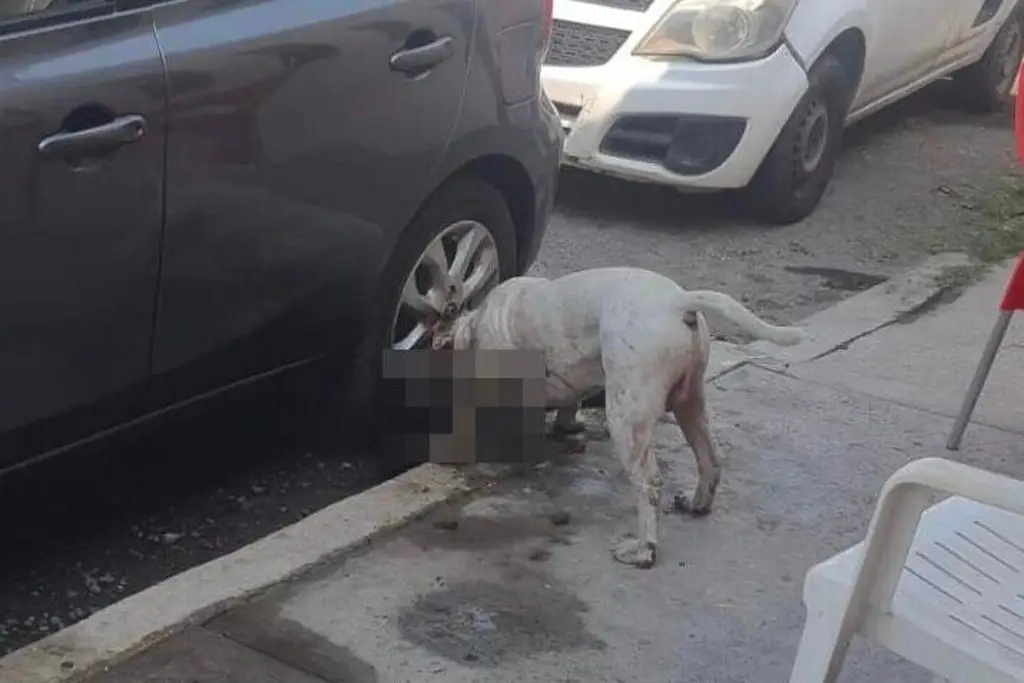 Imagen Pitbull mata brutalmente a otro perrito en colonia de Veracruz
