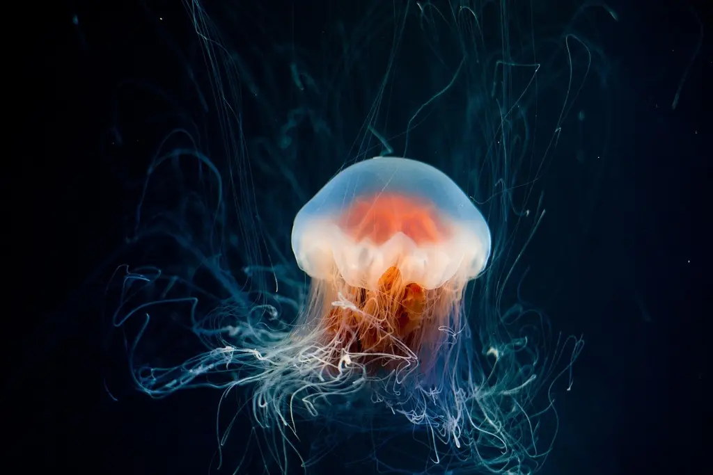 Imagen ¿Qué pasa si tocas una medusa? Esto debes hacer en caso de tener contacto con una 