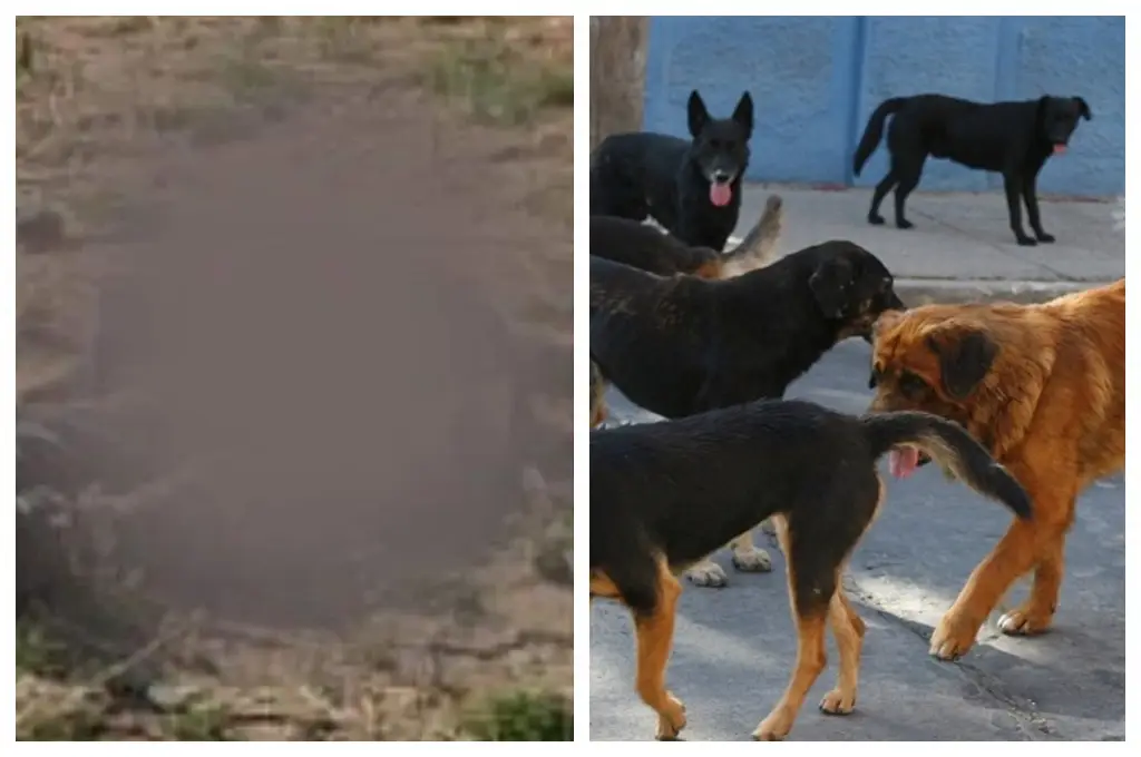 Imagen Jauría de perros devora restos humanos en camino a basurero