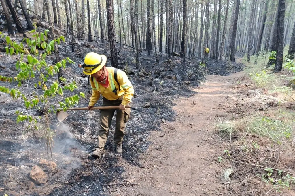 Hay 204 Incendios Forestales Activos En El País Según Conafor Xeu