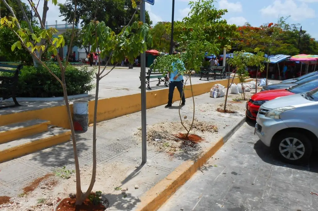 Imagen Así tienes que plantar tu arbolito para que no se rompa el pavimento de calles y banquetas