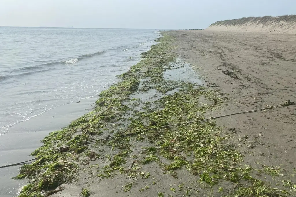 Imagen Llega sargazo a playas de Boca del Río