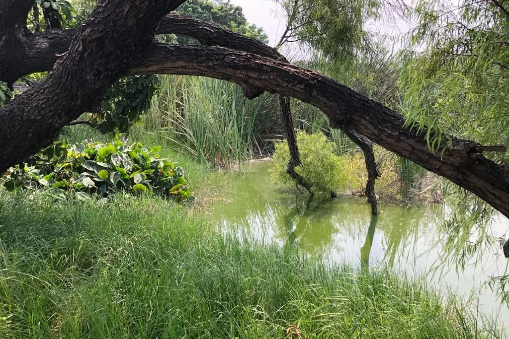 Imagen ¿Se está secando la laguna de Malibrán en Veracruz?