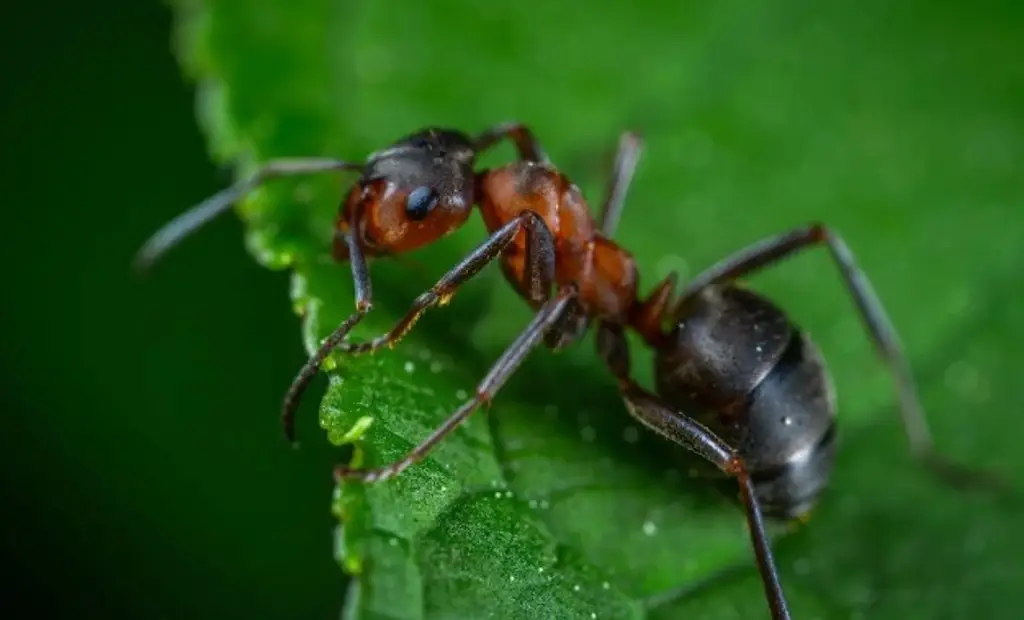 Imagen Buscan confirmar primer registro de una especie de hormiga tejedora