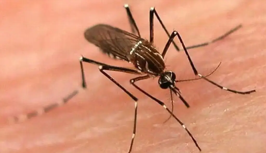 Imagen Honduras declara 'alerta máxima' en el país por brote de dengue