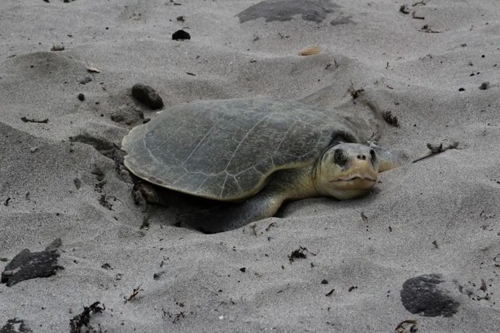 Imagen ¿Cuál es la importancia de las tortugas? Checa cómo protegerlas