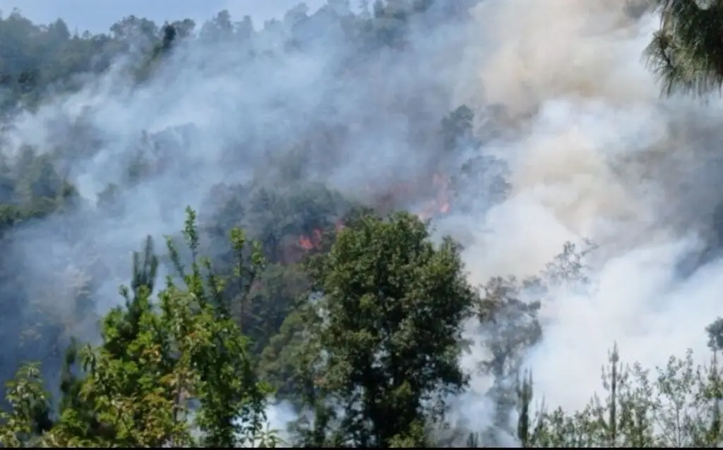 Imagen Incendio forestal devasta 10 hectáreas en La Perla, Veracruz 