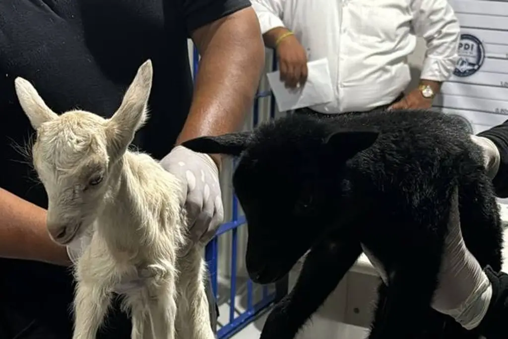 Imagen Rescatan gallinas, chivos, tortugas y palomas para rituales de santería; detienen a 4 sujetos