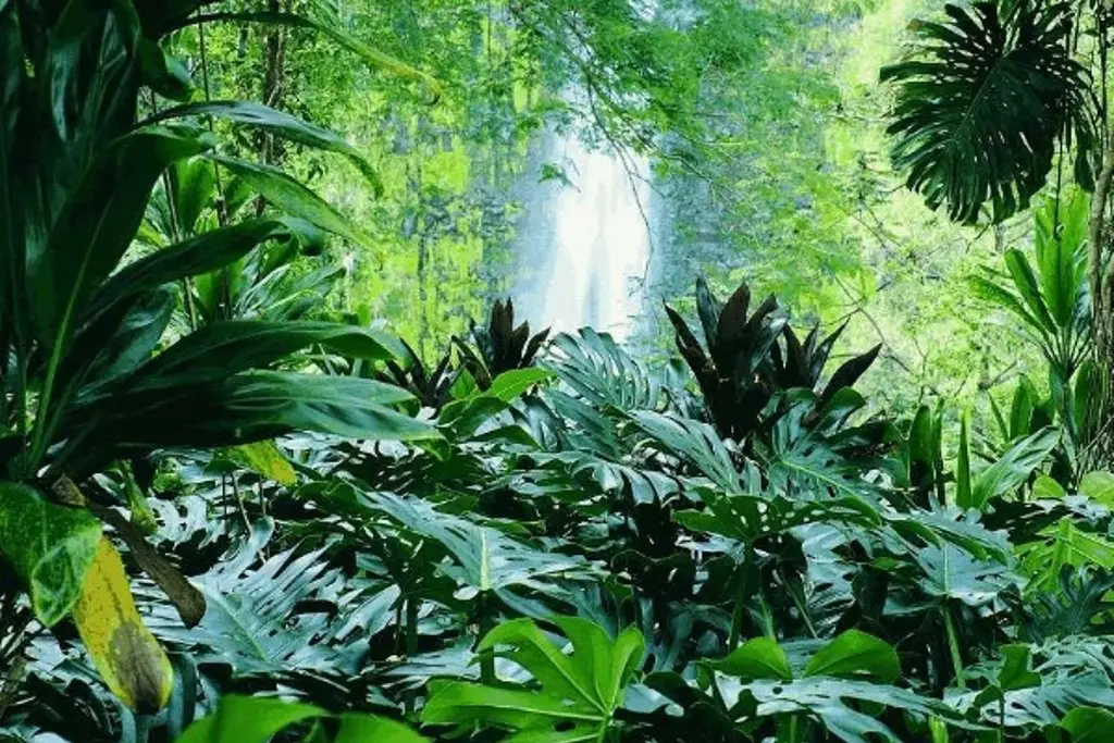 Imagen México con la menor regulación para proteger su biodiversidad
