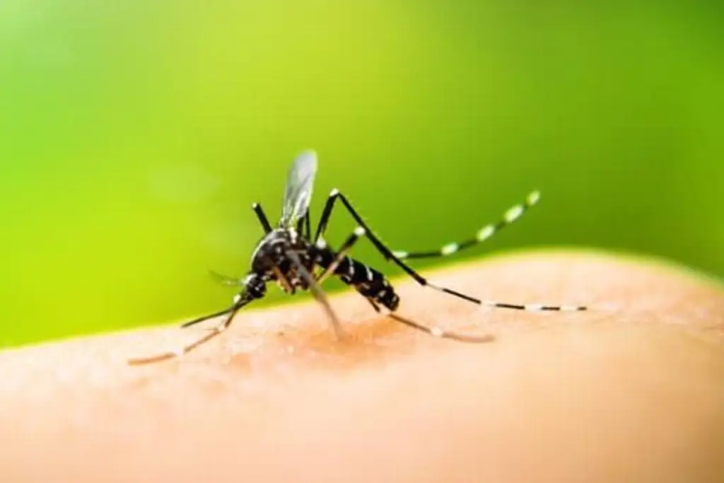 Imagen Estudio prevé que dengue se extienda a más del 80% de México ¿Cuándo?