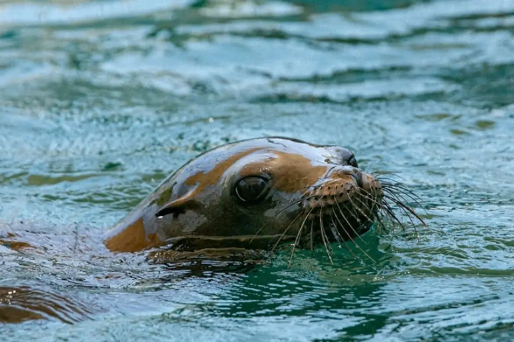 Imagen Ya están exhibiendo lobos marinos en el Acuario de Veracruz
