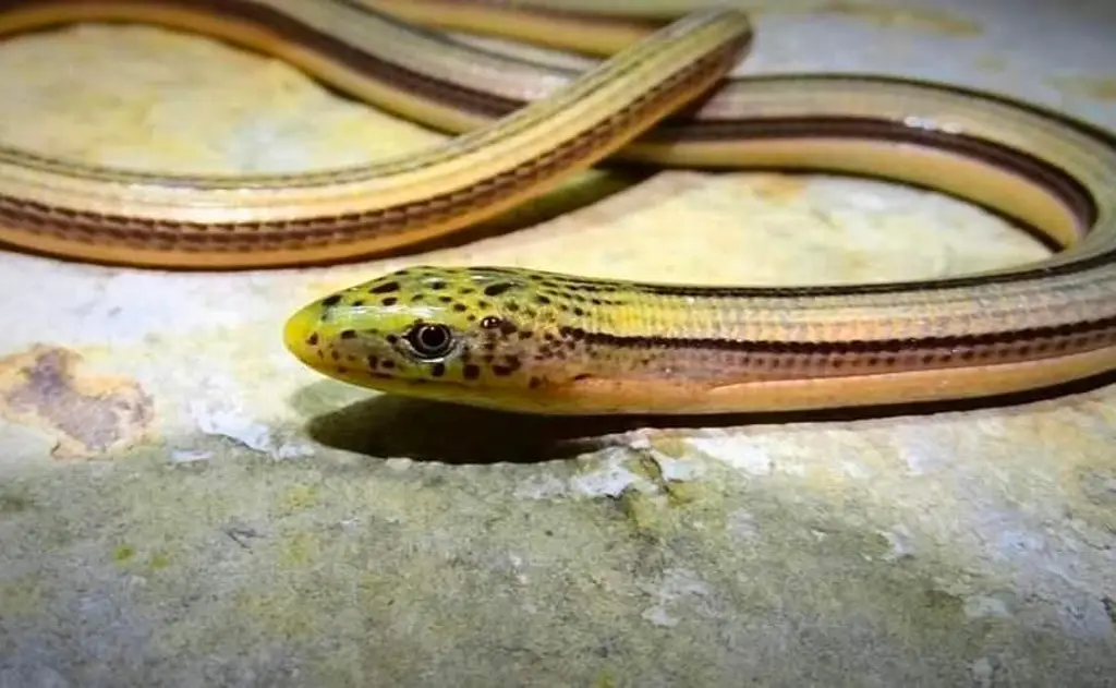 Imagen Especie única en Veracruz: parece serpiente pero no lo es