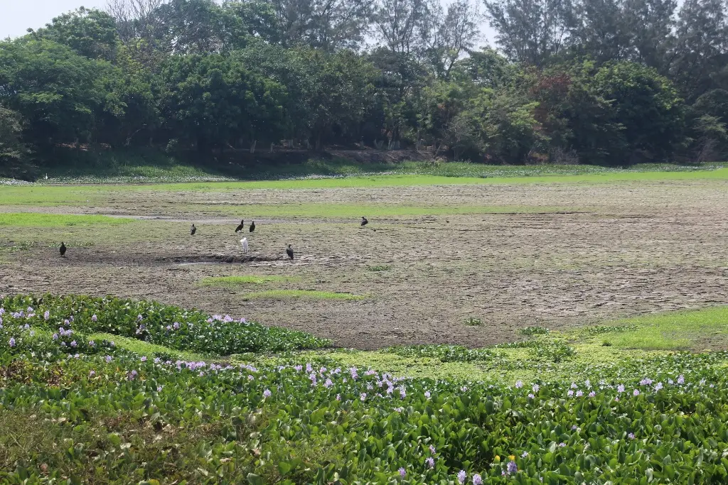 Imagen Urgen rehabilitación constante para lagunas de Veracruz